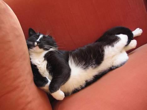 Huskat Pumba billede 8