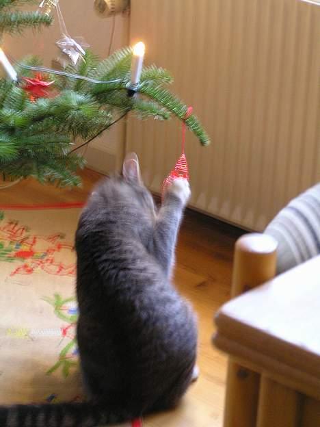 Huskat Nifling/Niffe - der er ikke noget bedre end at lege med julepynten :o) billede 7