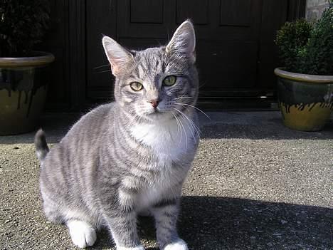 Huskat Nifling/Niffe - Er jeg ikke uimodståelig billede 8