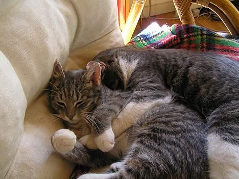 Huskat Nifling/Niffe - Min bror og jeg kan begge godt lide stolen, og hvis ingen af os vil give den op, så må vi ligge her begge to billede 9