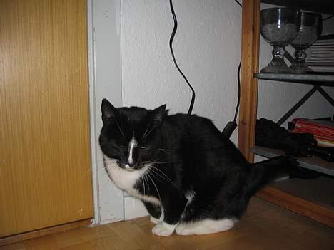 Huskat Pumba billede 9