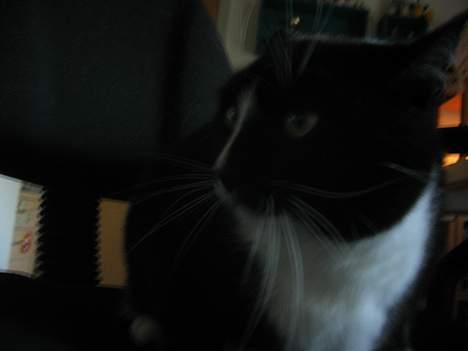 Huskat Pumba billede 10