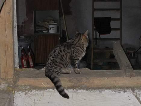 Blanding af racer Smutter - Hva sker der dernede???!! billede 6