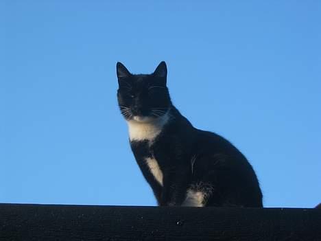 Huskat Anton billede 1