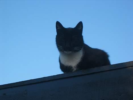 Huskat Anton billede 2