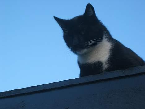 Huskat Anton billede 3