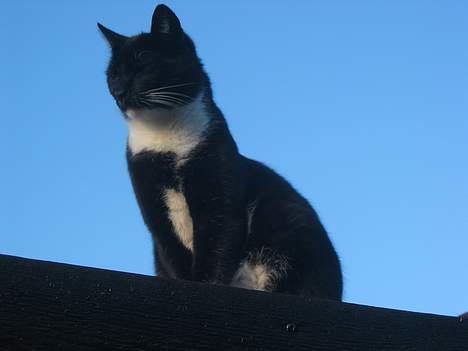 Huskat Anton billede 4