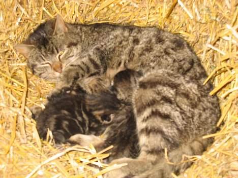 Blanding af racer Nala - NY!! Nala med hendes killinger fra maj 06..   (14/5-06) billede 12