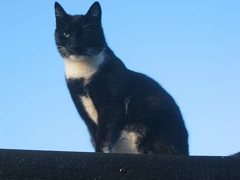 Huskat Anton billede 5