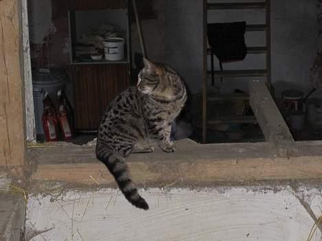 Blanding af racer Smutter - Og hva sker der der??!! billede 7