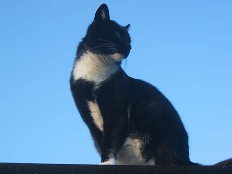 Huskat Anton billede 6