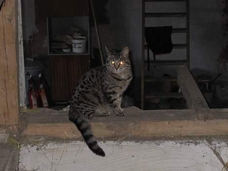 Blanding af racer Smutter - Nåååå det var bare dig.. billede 8