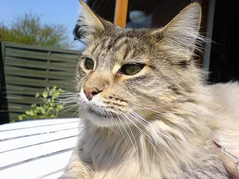 Maine Coon MC Ejner :) - The King of Møn billede 9