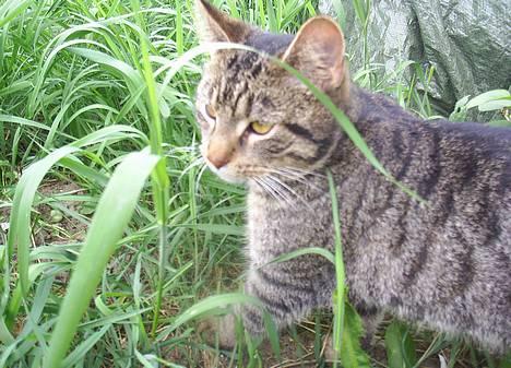 Blanding af racer Clio <3 Død.. :´( - Er lige på vej ud i marken for at se om der skulle være et par mus billede 1