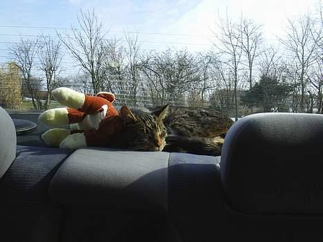 Blanding af racer Clio <3 Død.. :´( - Får lige en lur i bilen..  billede 2