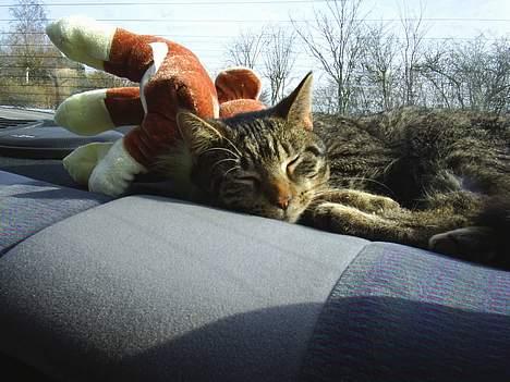 Blanding af racer Clio <3 Død.. :´( - Det er sq dejligt at ligge i bilen billede 3