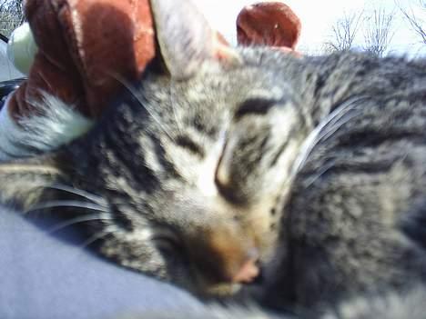 Blanding af racer Clio <3 Død.. :´( - sove billede 4