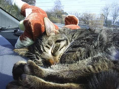 Blanding af racer Clio <3 Død.. :´( - Det er også hyggeligt at sove sammen med bamsen billede 5