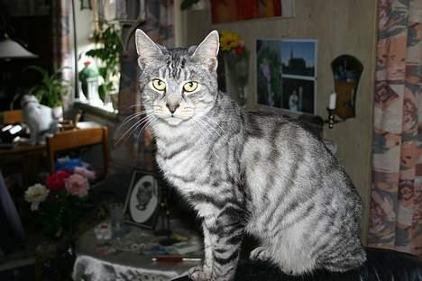 Huskat Kasper (Kastenskjold ) - Sidder jeg pænt nok mor ? billede 6