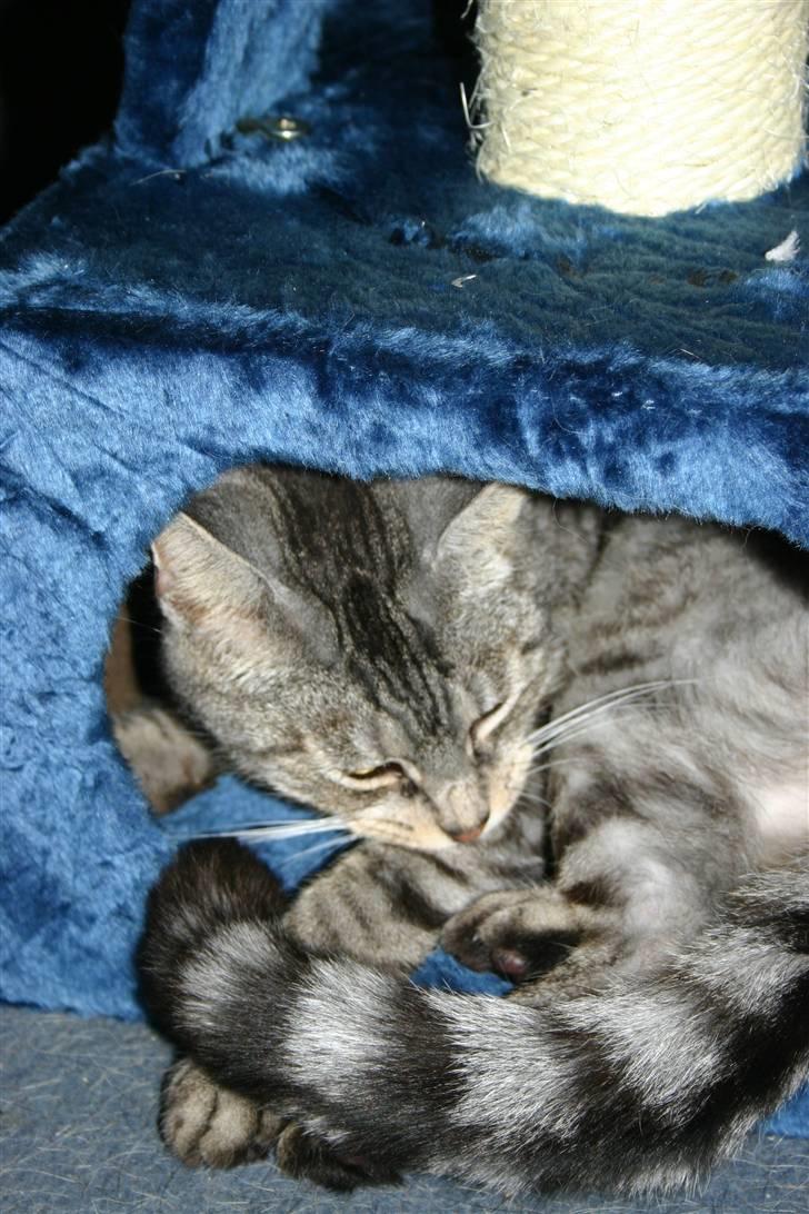 Huskat Kasper (Kastenskjold ) - Nu er jeg altså ved at være træt billede 7