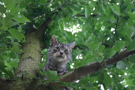 Huskat Kasper (Kastenskjold ) - Kasper i trækronen billede 8
