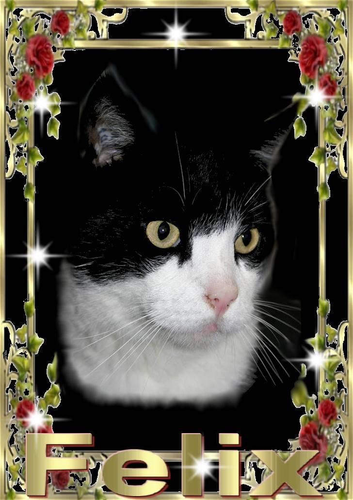 Huskat Felix Philipsen - her er så mit profilbillede billede 1