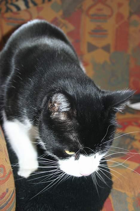 Huskat Felix Philipsen - her er jeg igang med konen billede 2