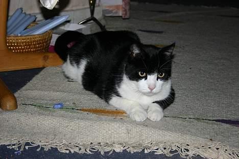 Huskat Felix Philipsen - jeg er klar bare kom an billede 3