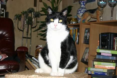 Huskat Felix Philipsen billede 4