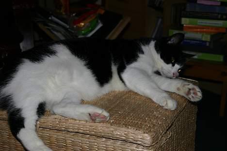 Huskat Felix Philipsen - jeg tager lige en slapper billede 5