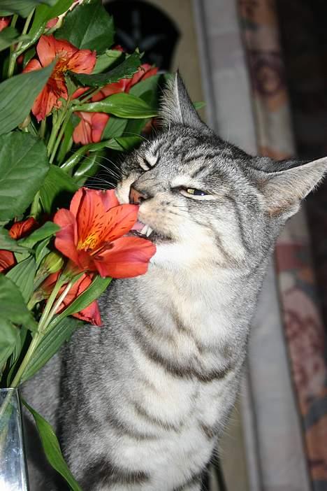 Huskat Kasper (Kastenskjold ) - Kasper elsker blomster - her har han gang i mordags buketten billede 9