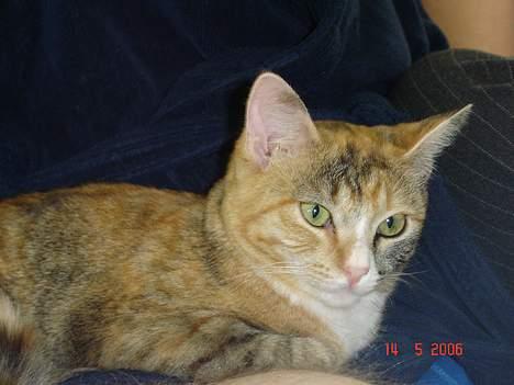 Huskat Lille Mis - det er rigtig dejligt når far står op, så skal der hygges billede 10