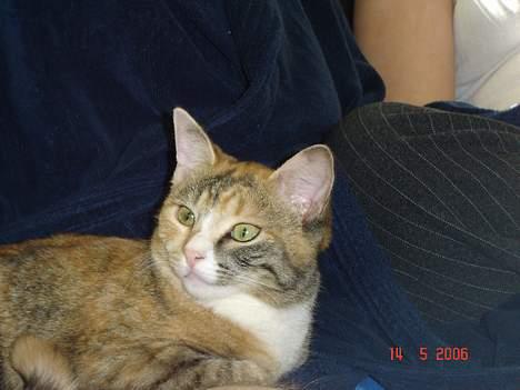 Huskat Lille Mis - Mere hygge med far billede 11