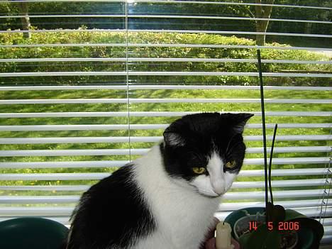 Huskat Badisse - her er jeg på min bedste plads i vindueskarmen billede 9