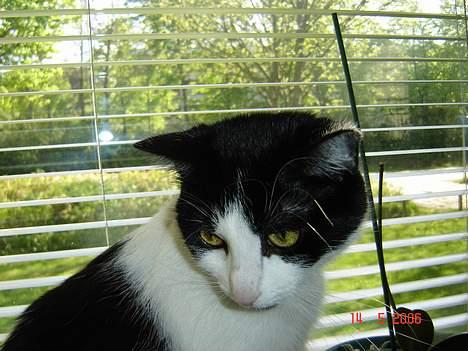 Huskat Badisse - endnu et fra den bedste plads i huset billede 10