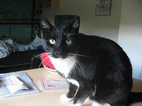 Huskat Anton billede 8