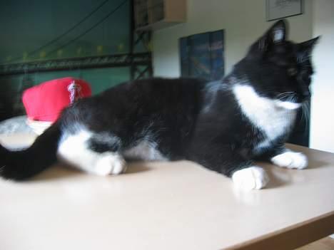 Huskat Anton billede 9