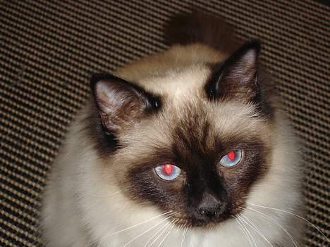 Hellig Birma oliver billede 2