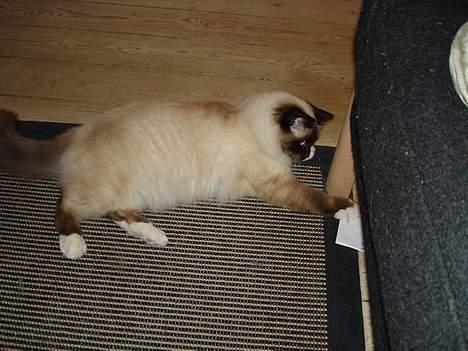 Hellig Birma oliver - spænderne ting der bliver fisket frem- eller i hvert fald forsøgtleg billede 3