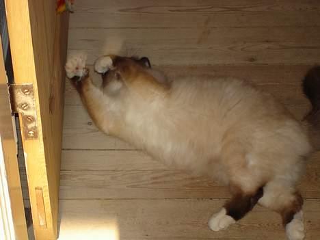 Hellig Birma oliver - leg billede 4