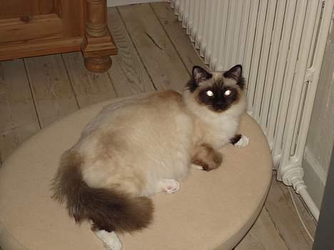 Hellig Birma oliver billede 5