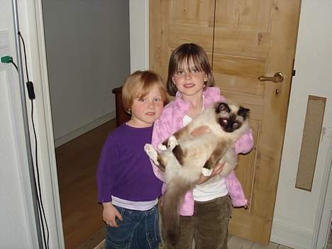 Hellig Birma oliver - man må finde sig i meget:-) billede 6