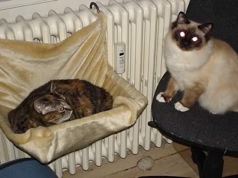 Hellig Birma oliver - mon hans sambo kan lokkes til at lege... næppe.. billede 7