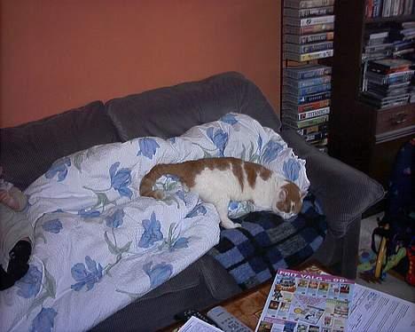 Blanding af racer Freja *Død den 8/9-08* billede 12