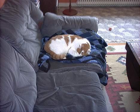 Blanding af racer Freja *Død den 8/9-08* billede 13