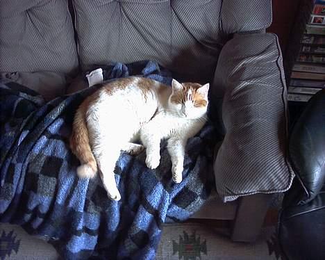 Blanding af racer Freja *Død den 8/9-08* billede 15