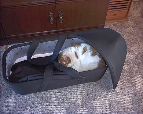 Blanding af racer Freja *Død den 8/9-08* - Freja tror hun er en baby... billede 16