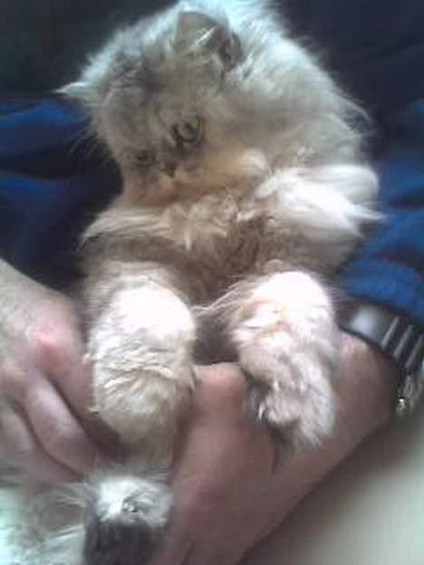 Perser Baltazzar billede 19