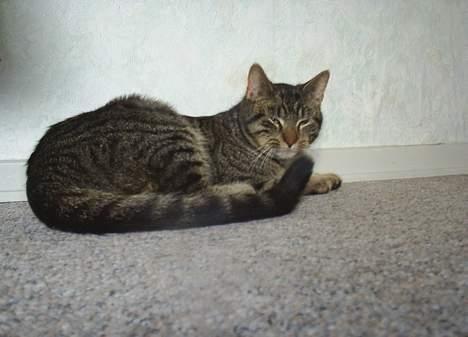 Blanding af racer Clio <3 Død.. :´( - Uhh ligger lige så godt..  billede 6