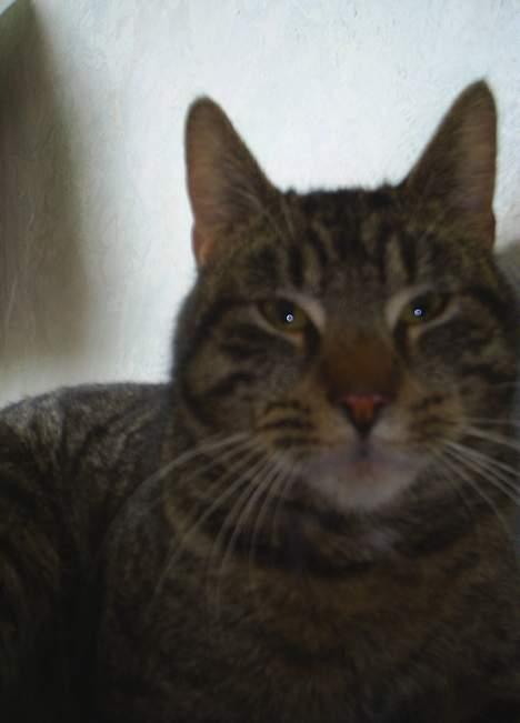 Blanding af racer Clio <3 Død.. :´( - Hvor er jeg træt..  billede 7